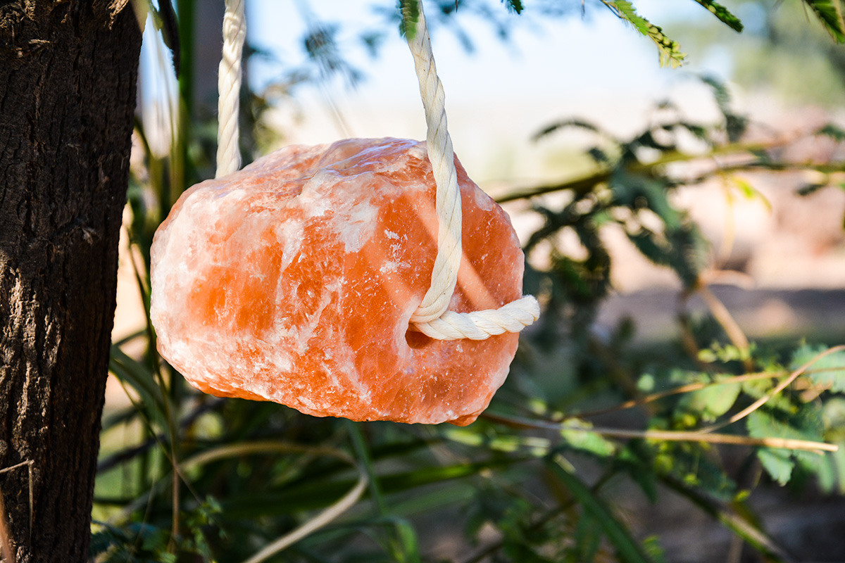 Himalayan Animal Licking Salt